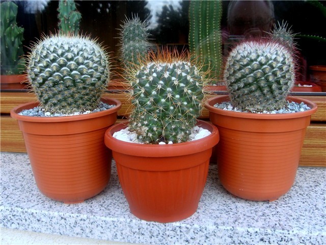 Mammillaria bombycina